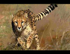 Governments seeks return of cheetah to India
