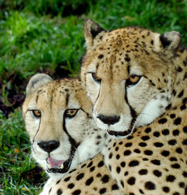 Cheetahs