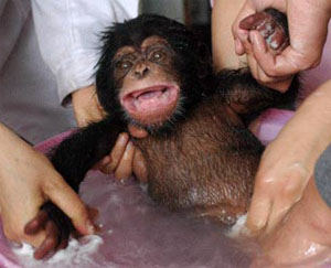 Orissa zoo gears up for birth of chimpanzee