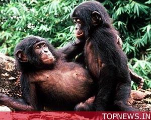The way to a lady's heart is through her stomach - if you're a chimp