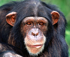 Chimpanzees can be selfless, but only when asked