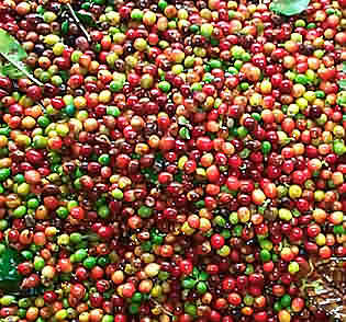 World coffee body mulls forum to finance producers
