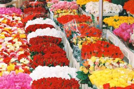 Colourful flower show draws many to Chennai