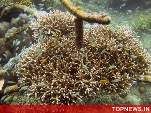 Coral reefs 