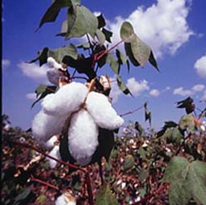 Government fails to take decision on cotton export ban