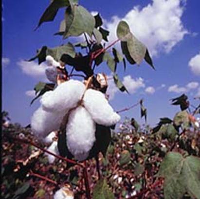 Cotton