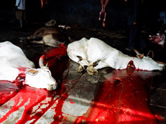 http://www.topnews.in/files/Cows-slaughter.jpg