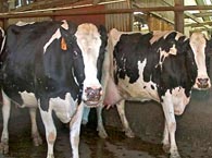 Malaysian cow gores Good Samaritan