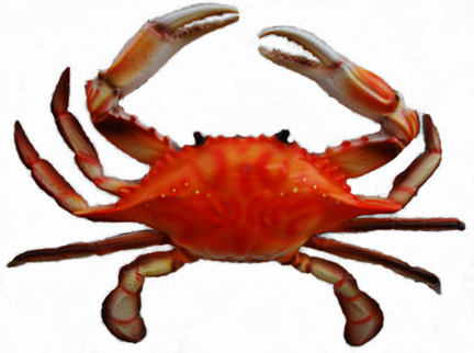 Pictures Of Red Crab - Free Red Crab pictures 