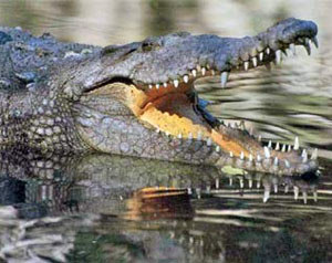 Brunei cops hunt killer crocs