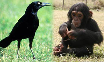Crows are cleverer than chimps in casual reasoning!