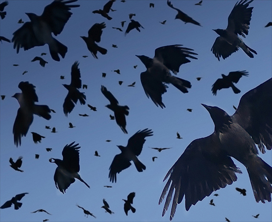 Crows, mammals grieve over loved ones' death just as humans do