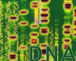 Critical protein that helps mend damaged DNA identified
