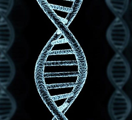 DNA-length