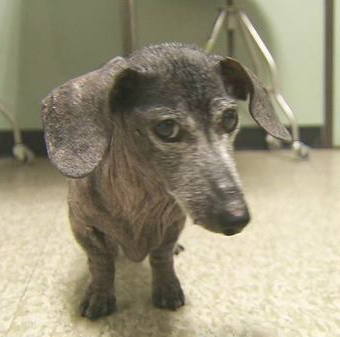 Pooch left in open, to be reunited with owners