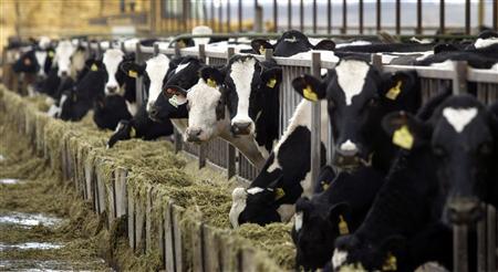 Dairy farmers facing difficult market conditions