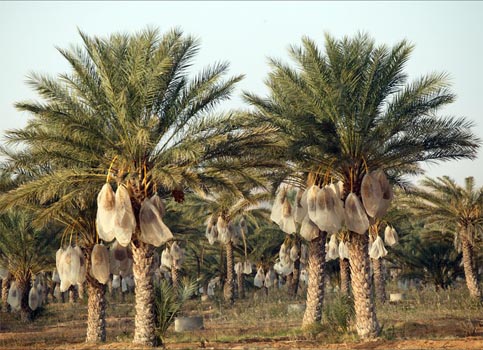 Genetic secrets of date palm unlocked