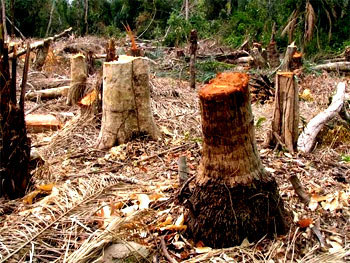 Deforestation in Amazon falls to lowest level in 20 yearsDeforestation in Amazon falls to lowest level in 20 years