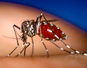 32 new dengue cases in Delhi