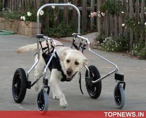 Chennai man develops special wheel chair for his disabled pet