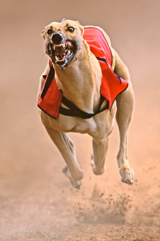 Dog Show