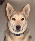 Dogs Have A Sense Of Right And Wrong 