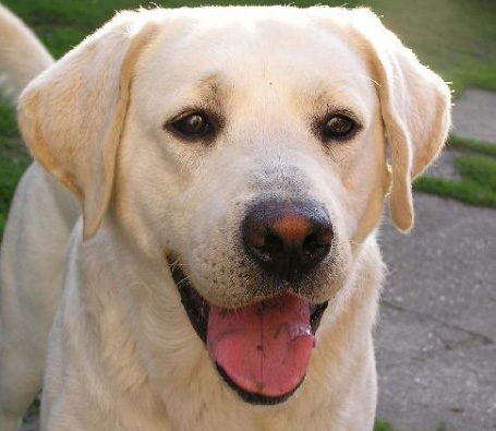 Modern day dogs still carry cancers of 11,000-year old ancestors