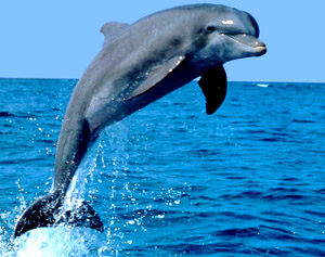 Environmentalists cheer dolphin as national aquatic animal