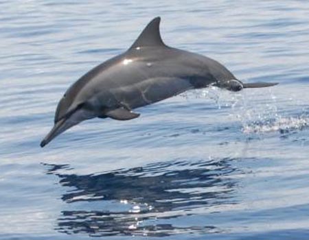 New species of humpback dolphins identified