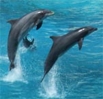 Dolphins: The latest creatures found using tools