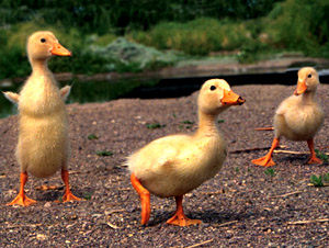 Conservationists rescue eight ducklings of world's rarest species