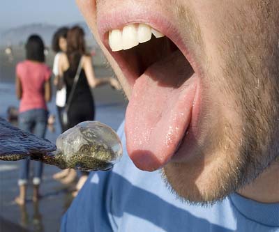 Scientists find “predator” corals that eat jellyfish