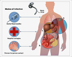 Key pathways in Ebola infection identified