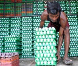 Egg prices to continue to fall