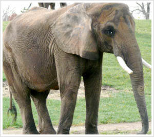 Gay, the Asian elephant, fitted with pair of £500 slippers!
