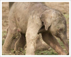 Five-year-old elephant calf captured in Coonoor