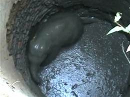 Forest department officials help rescue elephant calf from well