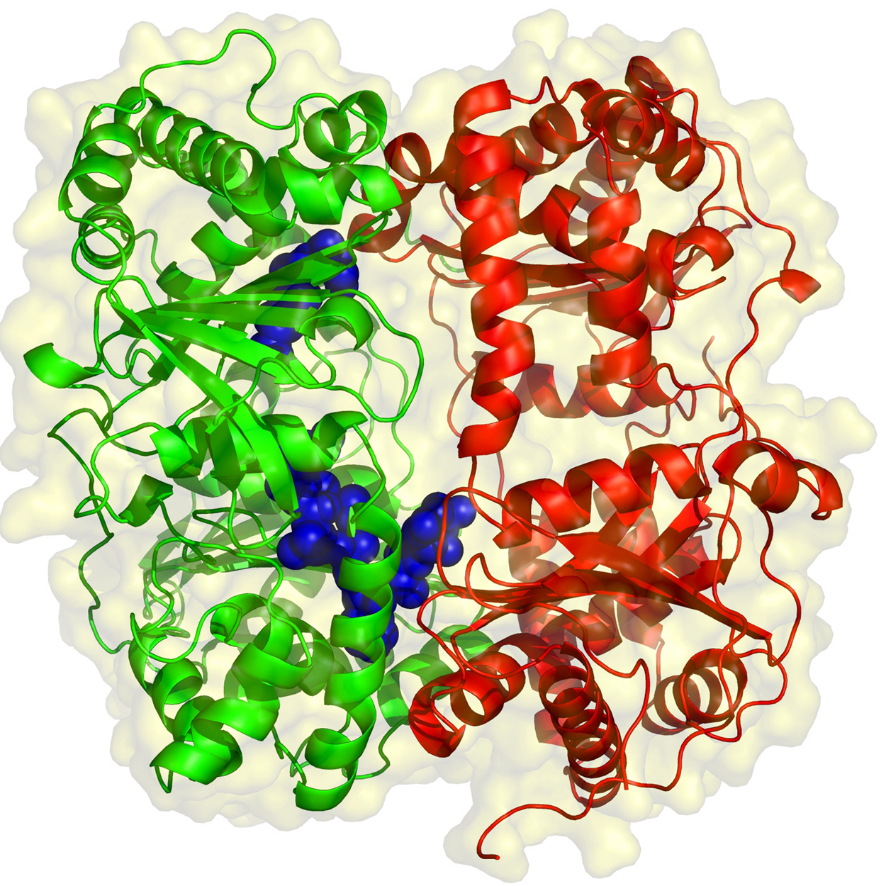 Enzyme 