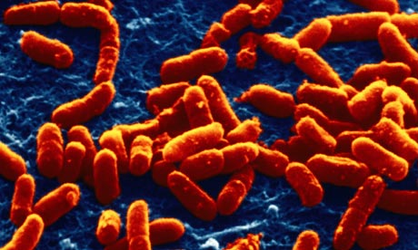 E. coli strain almost complete resistance