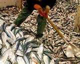EU seas still critically overfished, Brussels says
