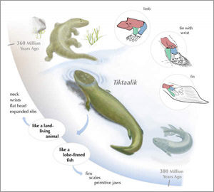 Evolution in animals is faster in regions with warmer climates