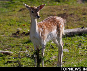 Fallow deer turn hoarse in search for mate