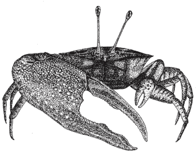 Fiddler Crab Female