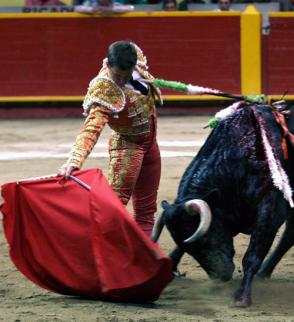 Fighting-bull