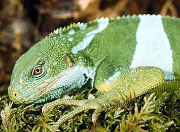 New species of Pacific Iguana discovered in Fiji