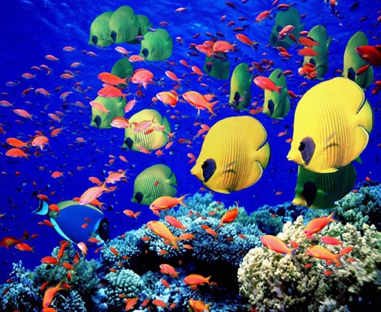 Fish and coral can smell bad neighbourhoods