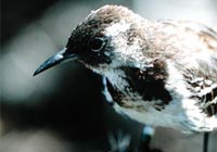 DNA collected by Darwin in 1835 may help resurrect a rare mockingbird