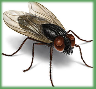 Fly sensory organ precursor cells may shed new light on human immunological disorder