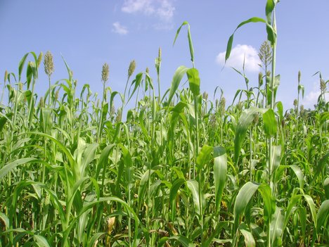 Food grain production to go down by 7%