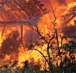 Australia's worst forest fires spark arsonist hunt